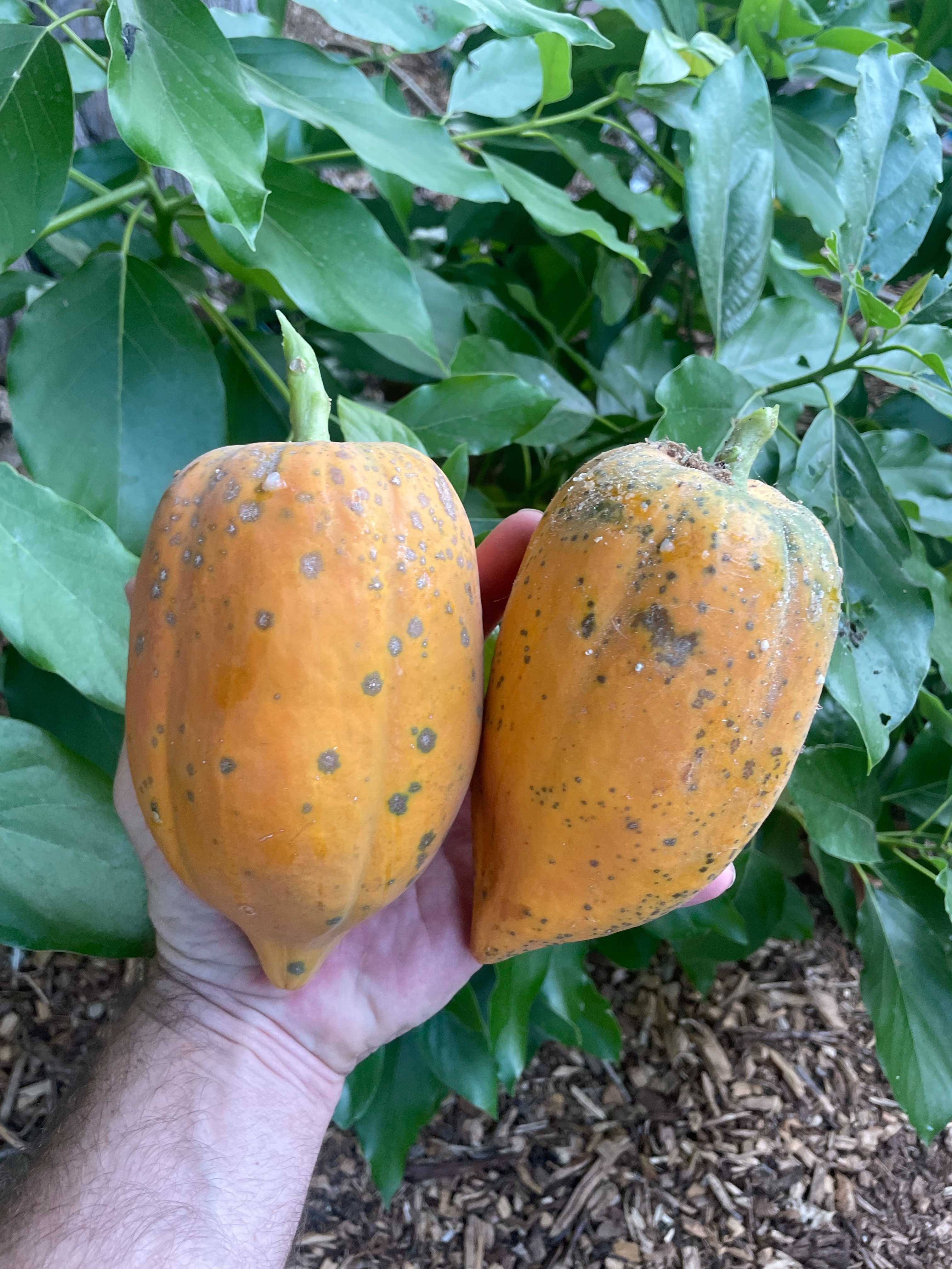 Mexican Papaya